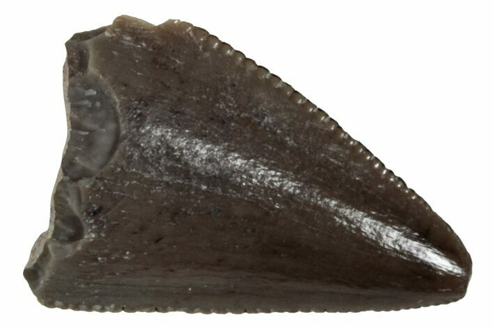 Serrated, Triassic Reptile (Postosuchus?) Tooth - Arizona #231220